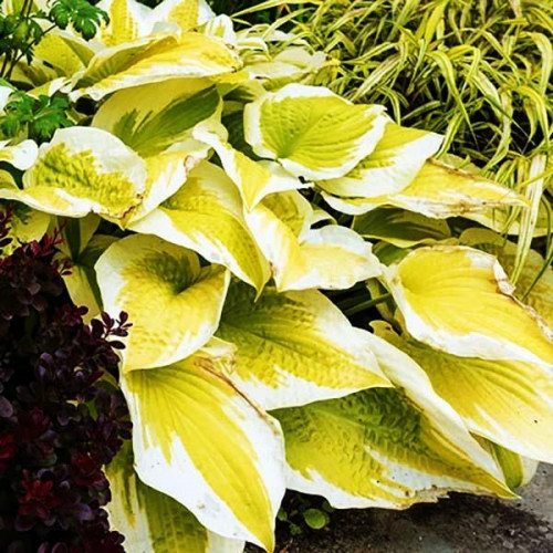 Хоста Spring Morning (Спринг Монинг) М Хоста Spring Morning (Спринг Монинг) М