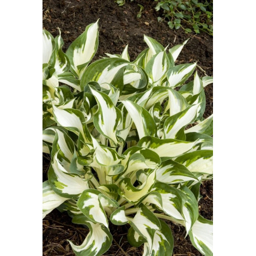 Хоста Fire and Ice (Фаер энд Айс) М Хоста Fire and Ice (Фаер энд Айс) М