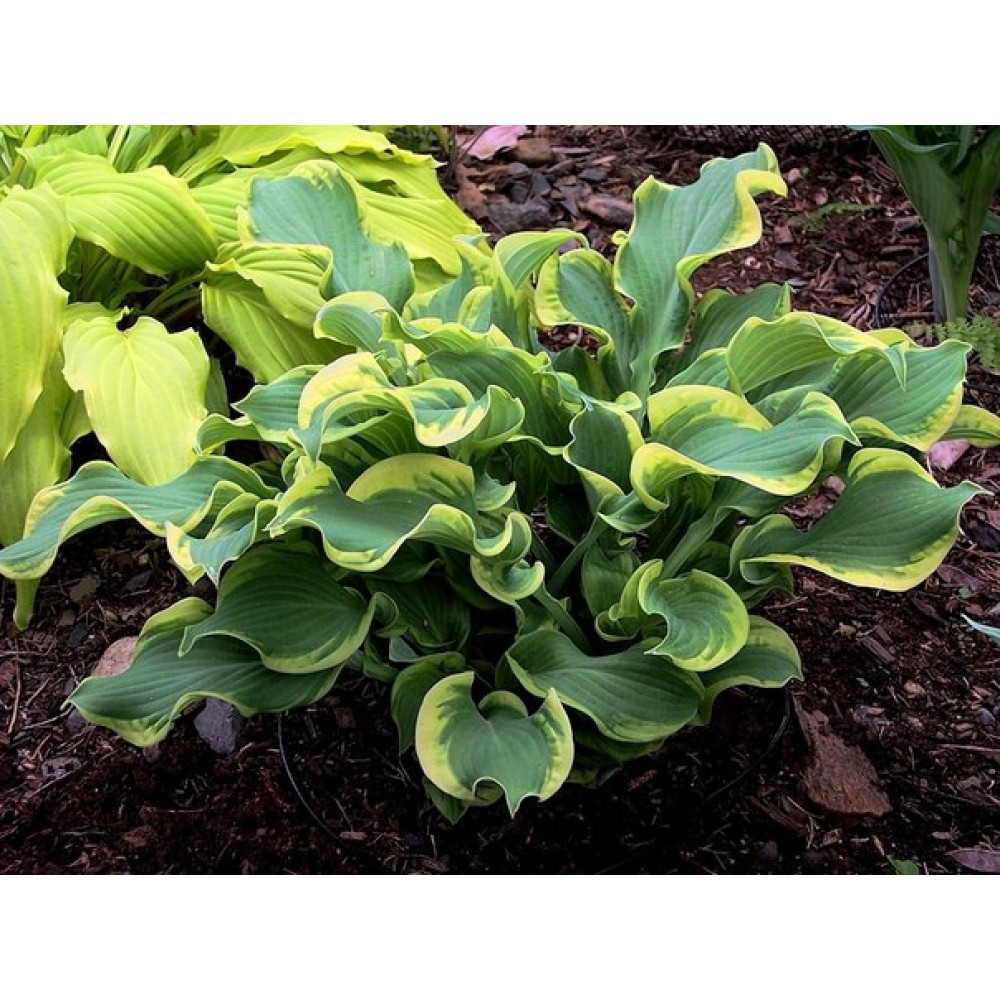 хоста ялтинская улица. хоста купить квартиру новый жк. хоста сочи улица звездная. купить квартиру в хосте вторичное жилье недорого. хоста вторичка.