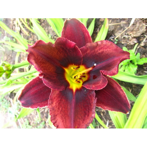 Лилейник Starling (Старлинг) Лилейник Starling (Старлинг)