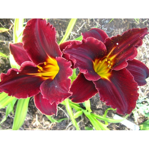 Лилейник Starling (Старлинг) Лилейник Starling (Старлинг)