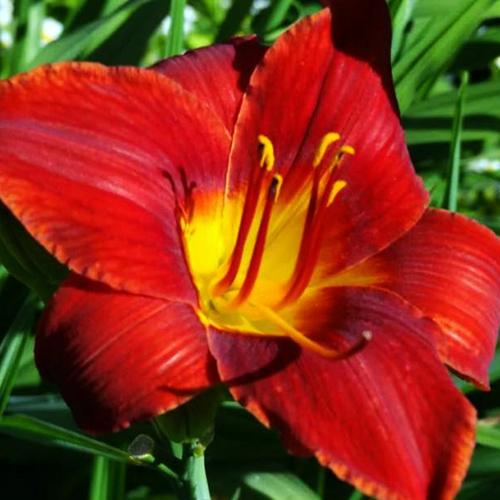 Лилейник Anzac (Анзак) Лилейник Anzac (Анзак)