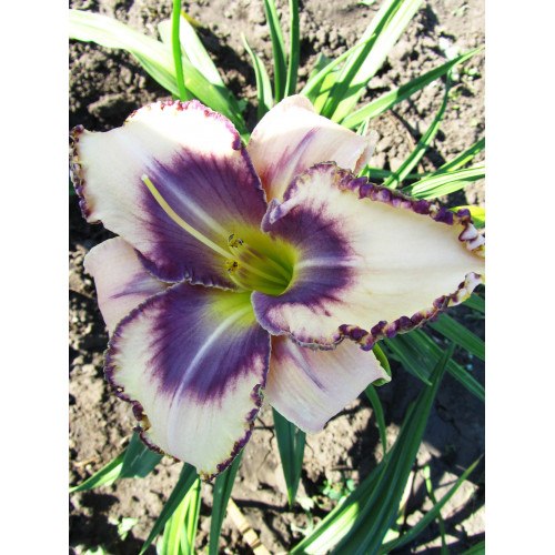 Лилейник Dectined to See (Дектинд то Си) Лилейник Dectined to See (Дектинд то Си)