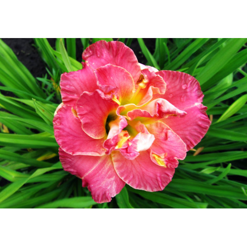 Лилейник Lacy Doily (Лэси Доли) Лилейник Lacy Doily (Лэси Доли)