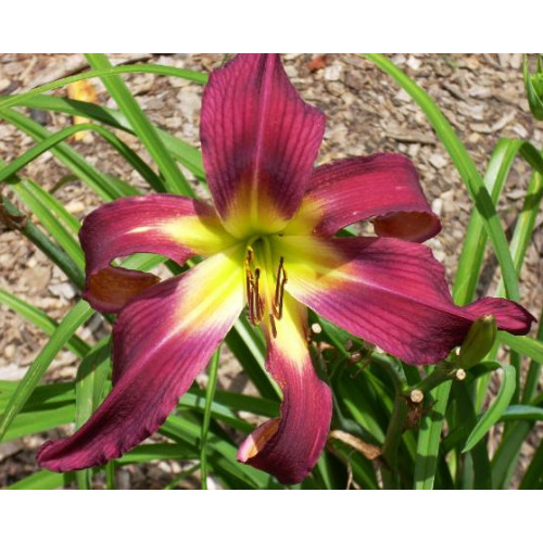 Лилейник Brooklin Twist (Бруклин Твист) Лилейник Brooklin Twist (Бруклин Твист)