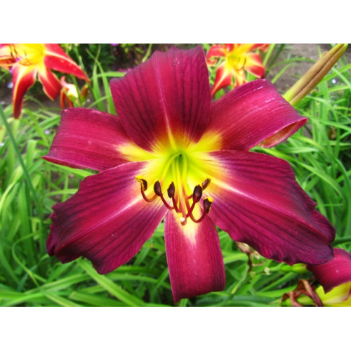 Лилейник Brooklin Twist (Бруклин Твист) Лилейник Brooklin Twist (Бруклин Твист)