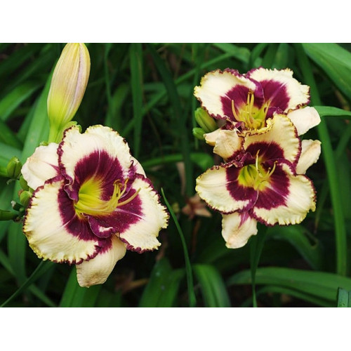 Лилейник Border Music (Бордер Мьюзик) Лилейник Border Music (Бордер Мьюзик)