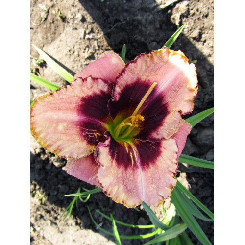 Лилейник Border Music (Бордер Мьюзик) Лилейник Border Music (Бордер Мьюзик)