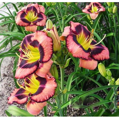 Лилейник Big City Eye (Биг Сити Ай) Лилейник Big City Eye (Биг Сити Ай)