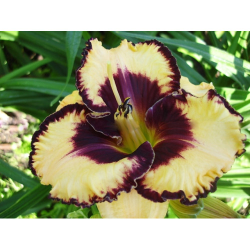 Лилейник Open my Eyes (Оупен май Айс) Лилейник Open my Eyes (Оупен май Айс)