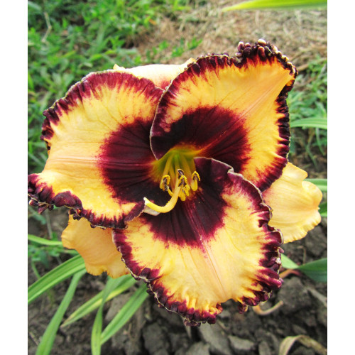 Лилейник Open my Eyes (Оупен май Айс) Лилейник Open my Eyes (Оупен май Айс)