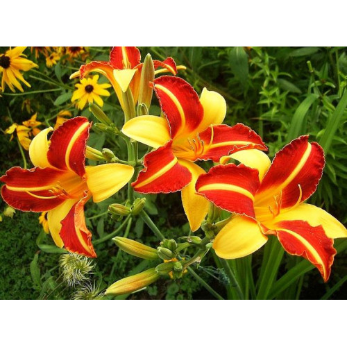 Лилейник Frans Hals (Франс холс) Лилейник Frans Hals (Франс холс)