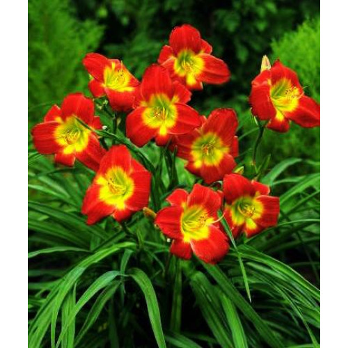 Лилейник Christmas Is (Кристмас Из) Лилейник Christmas Is (Кристмас Из)