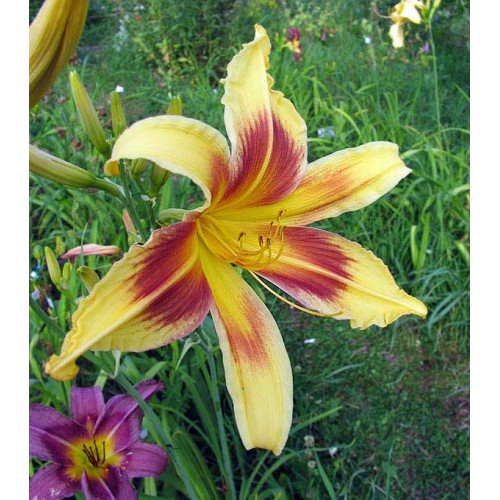 Лилейник Lady Neva (Леди Нева) Лилейник Lady Neva (Леди Нева)