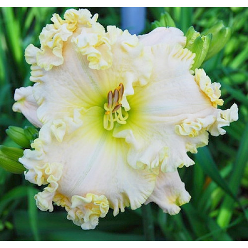 Лилейник Alpine Ruffles (Алпайн Раффлс) Лилейник Alpine Ruffles (Алпайн Раффлс)