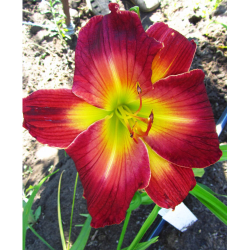 Лилейник Mars Attacks (Марс Атак) Лилейник Mars Attacks (Марс Атак)