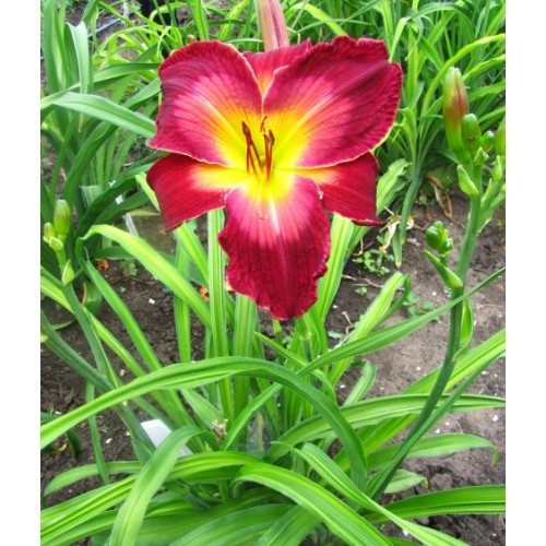 Лилейник Mars Attacks (Марс Атак) Лилейник Mars Attacks (Марс Атак)