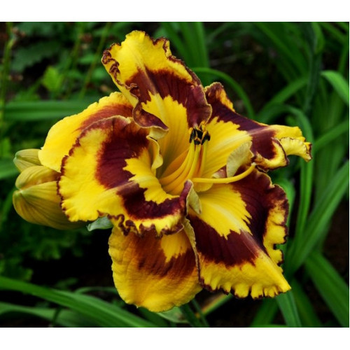 Лилейник New Paradigm (Нью Парадигм) Лилейник New Paradigm (Нью Парадигм)