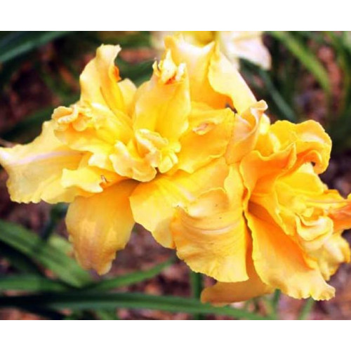 Лилейник Alexanders Ragtime Band (Александерс Рэгтайм Бэнд) Лилейник Alexanders Ragtime Band (Александерс Рэгтайм Бэнд)