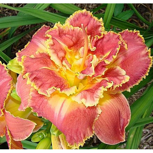 Лилейник Susan Pritchard Petit (Сьюзан Притчард Пети) Лилейник Susan Pritchard Petit (Сьюзан Притчард Пети)