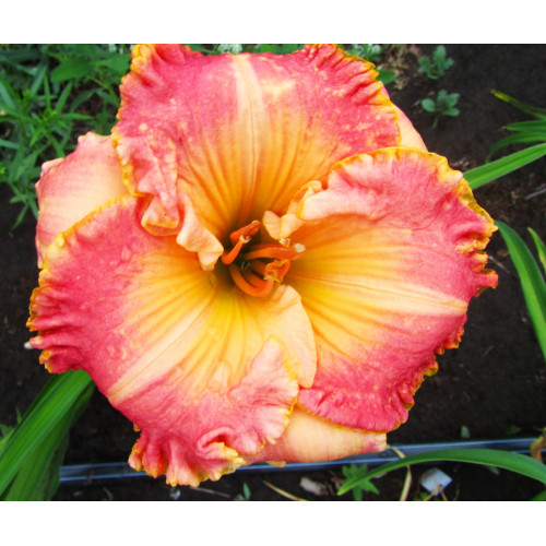 Лилейник Chang Dynasty (Чанг Династи) Лилейник Chang Dynasty (Чанг Династи)