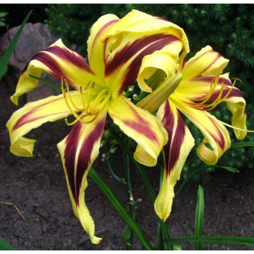 Лилейник Dancing Chevrons (Дэнсинг Червонс) Лилейник Dancing Chevrons (Дэнсинг Червонс)