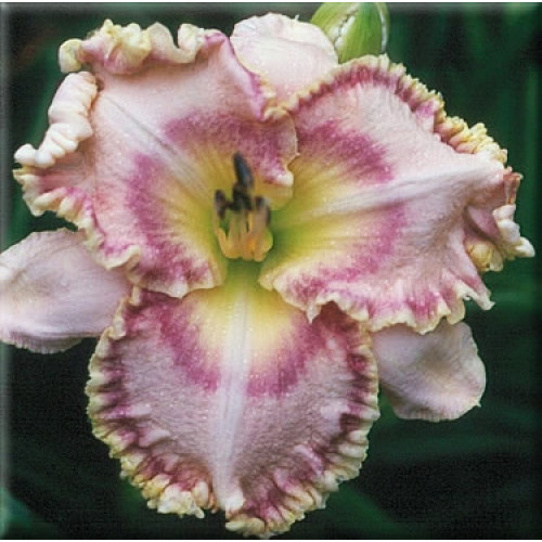 Лилейник Sink Into Your Eyes (Синк инто ю айс) Лилейник Sink Into Your Eyes (Синк инто ю айс)