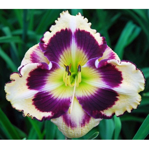 Лилейник Christopher-Moody (Кристофер-Муди) Лилейник Christopher-Moody (Кристофер-Муди)