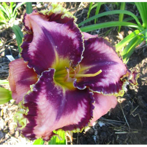 Лилейник Eyes Right Jones (Айс Райт Джонс) Лилейник Eyes Right Jones (Айс Райт Джонс)