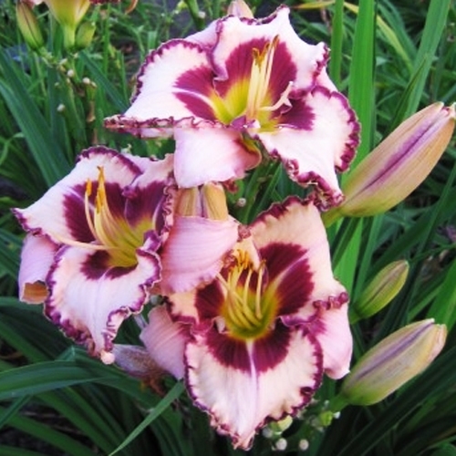 Лилейник Purple Flame (Пёпл Флэйм) Лилейник Purple Flame (Пёпл Флэйм)