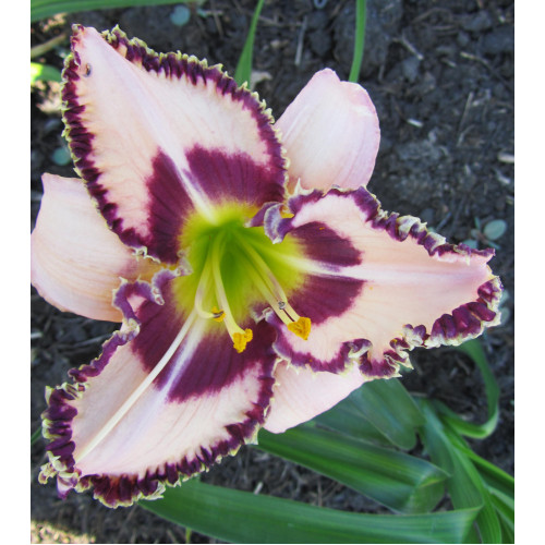 Лилейник Purple Flame (Пёпл Флэйм) Лилейник Purple Flame (Пёпл Флэйм)