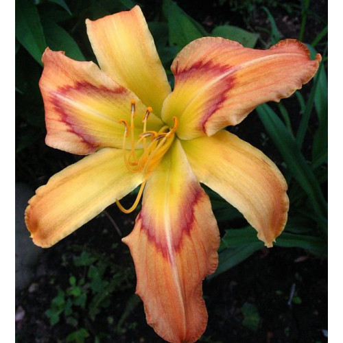 Лилейник On Silken Thread (Он Силкен Срэд) Лилейник On Silken Thread (Он Силкен Срэд)