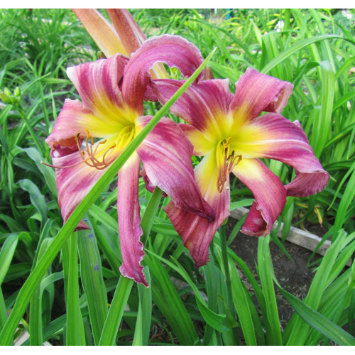 Лилейник Turn Turn Turn (Тёрн Тёрн Тёрн) Лилейник Turn Turn Turn (Тёрн Тёрн Тёрн)