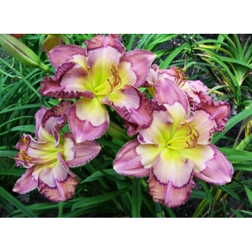 Лилейник Cosmic Kaleidoscope (Космик Калейдоскоп) Лилейник Cosmic Kaleidoscope (Космик Калейдоскоп)