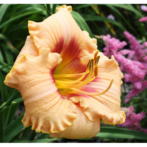 Лилейник Peach Candy (Пич Кэнди) Лилейник Peach Candy (Пич Кэнди)