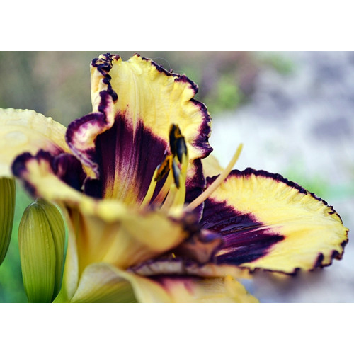 Лилейник Sulphurite Prism (Салфирит Призм) Лилейник Sulphurite Prism (Салфирит Призм)