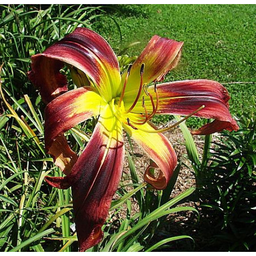 Лилейник Cherry Swizzler (Черри Свицлер) Лилейник Cherry Swizzler (Черри Свицлер)