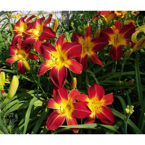 Лилейник Ruby Spider (Руби Спайдер) Лилейник Ruby Spider (Руби Спайдер)