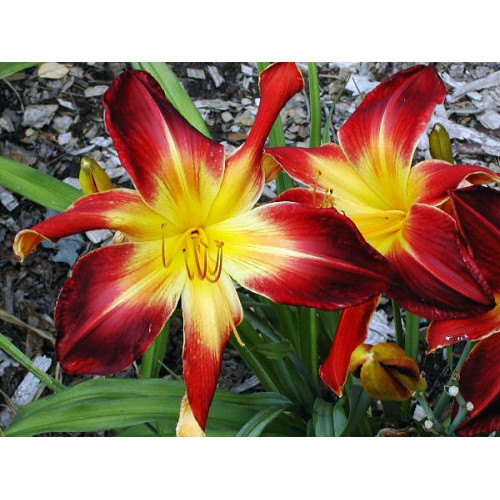 Лилейник Ruby Spider (Руби Спайдер) Лилейник Ruby Spider (Руби Спайдер)