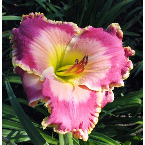 Лилейник Picture In Picture (Пикча ин Пикча) Лилейник Picture In Picture (Пикча ин Пикча)