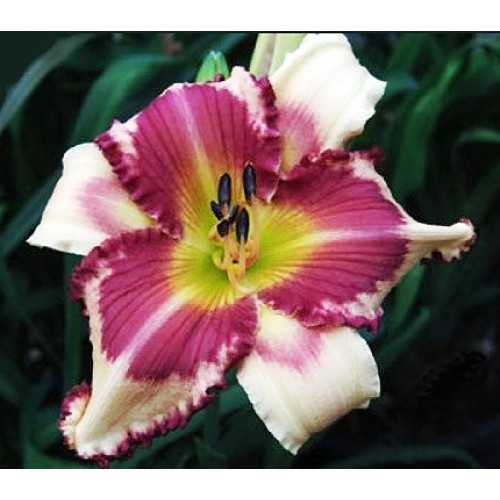 Лилейник Raspberry Griffin (Распберри Гриффин) Лилейник Raspberry Griffin (Распберри Гриффин)