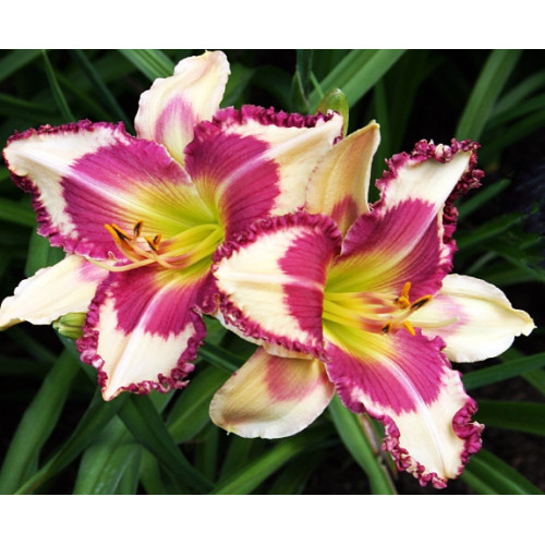 Лилейник Raspberry Griffin (Распберри Гриффин) Лилейник Raspberry Griffin (Распберри Гриффин)