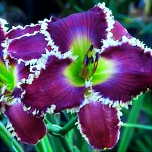 Лилейник Somewhat Awesome (Самвот Оусам) Лилейник Somewhat Awesome (Самвот Оусам)