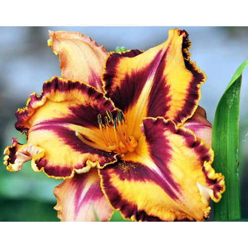 Лилейник Spacecoast Gone Bulldoggin (Спэйскоат Гон Булдоггин) Лилейник Spacecoast Gone Bulldoggin (Спэйскоат Гон Булдоггин)