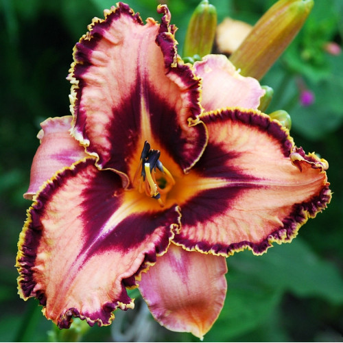 Лилейник Spacecoast Gone Bulldoggin (Спэйскоат Гон Булдоггин) Лилейник Spacecoast Gone Bulldoggin (Спэйскоат Гон Булдоггин)