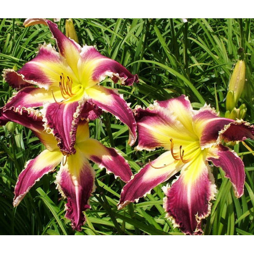 Лилейник Absolute Ripper (Абсолют Рипер) Лилейник Absolute Ripper (Абсолют Рипер)