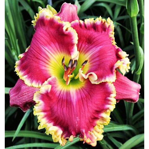 Лилейник Rose Knockout (Роуз Нокаут) Лилейник Rose Knockout (Роуз Нокаут)