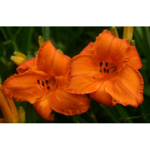 Лилейник Mauna Loa (Мауна Лоа) Лилейник Mauna Loa (Мауна Лоа)