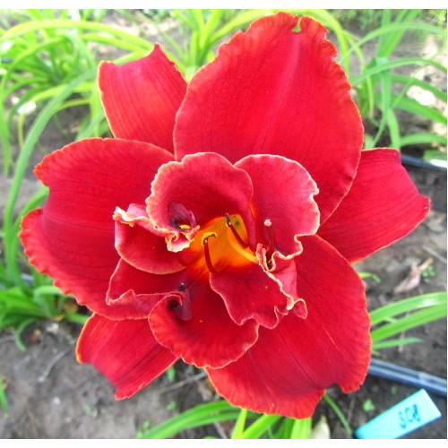 Лилейник Moses Fire (Мозес Фаер) Лилейник Moses Fire (Мозес Фаер)