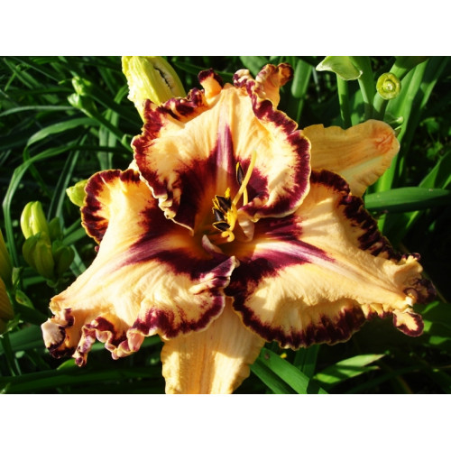 Лилейник Ledgewood Born Free (Лэджвуд Борн Фри) Лилейник Ledgewood Born Free (Лэджвуд Борн Фри)